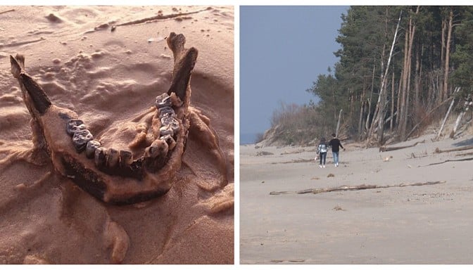 ВИДЕО: у Лиелупе нашли фрагменты человеческого черепа