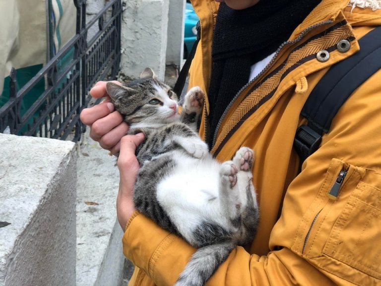 Просто найдите себе кого-то, кто будет смотреть на вас так же, ка эти питомцы на своих хозяев