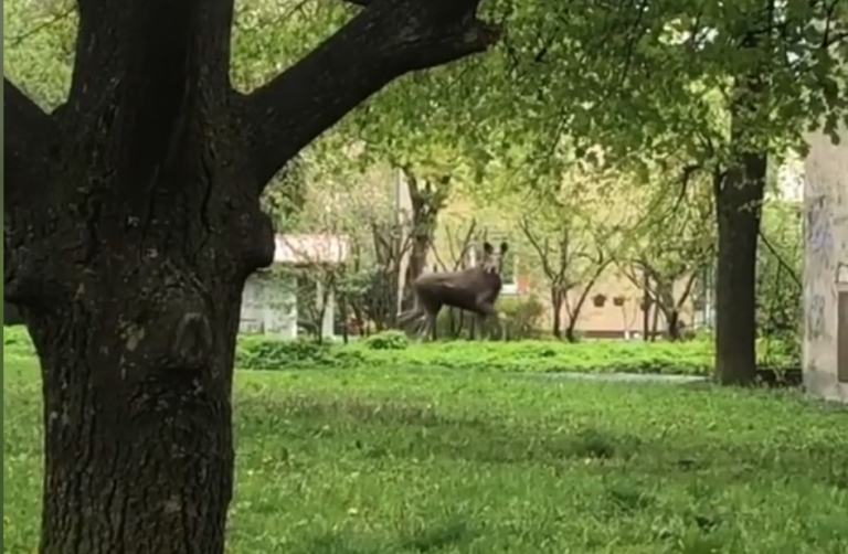ВИДЕО: по Риге бродит лось, соцсети призывают к осторожности