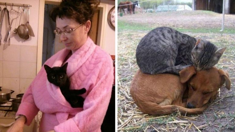 20 кошек, которые любят тепло больше, чем кто-либо