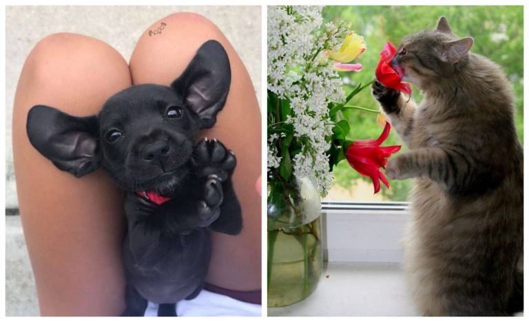 20 фото, переполненных добром и любовью, от которых хорошо на душе!