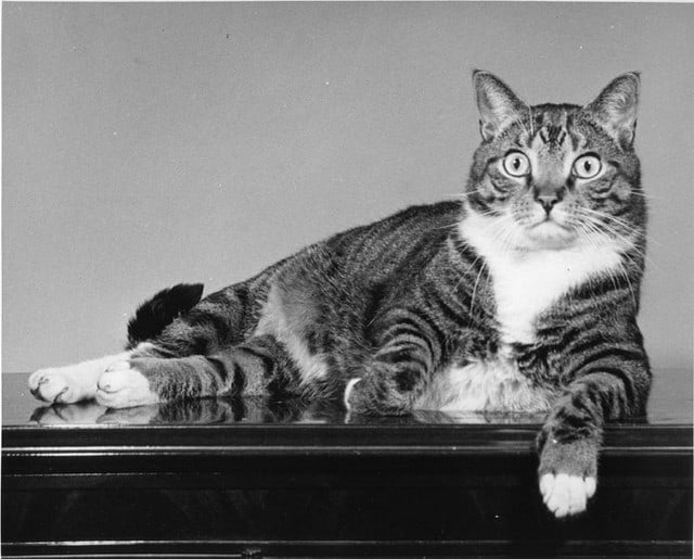 Уолтер Чандоха – человек, который 70 лет фотографировал кошек