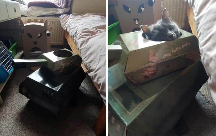 Люди продолжают креативить на карантине, теперь под раздачу попали котики