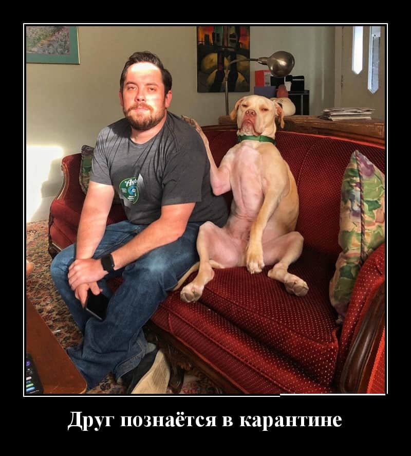 Новые демотиваторы в среду и друг познается в карантине