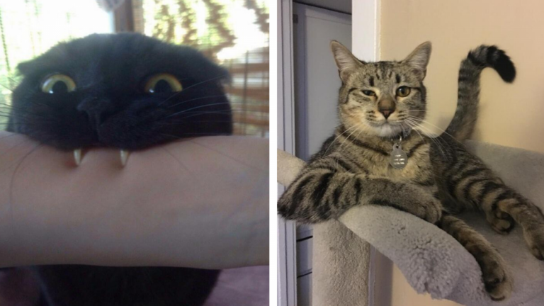 Не хуже кота из «Шрека»: котики перед харизмой которых не устроит никто