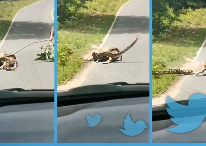 ВИДЕО: посетитель зоопарка спас оленя от питона