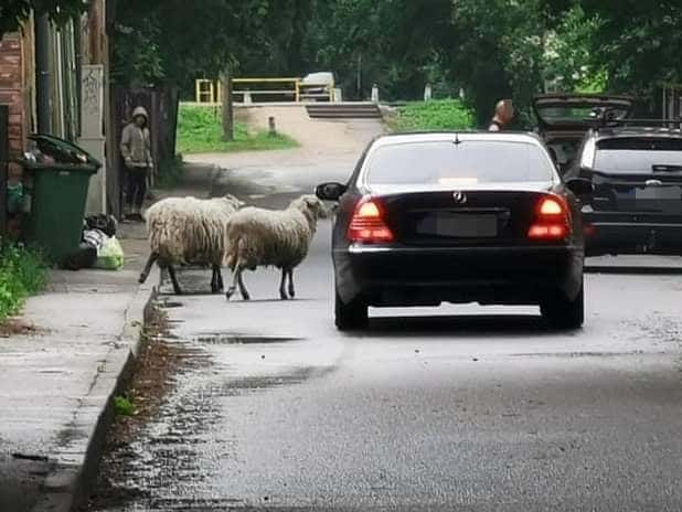Из жизни нашего городка: овечки в Торнякалсе вышли погулять (ФОТО)