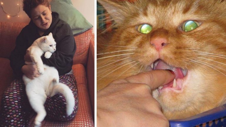 26 странных вещей, которые делают кошатники, пока их никто не видит
