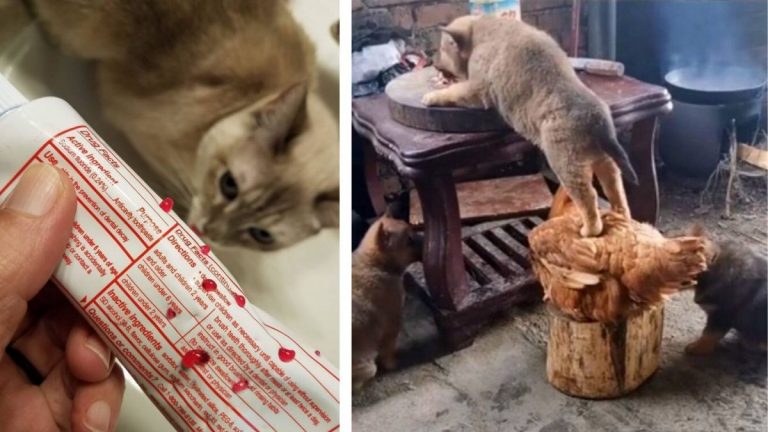 Домашние животные, у которых нет ни грамма совести