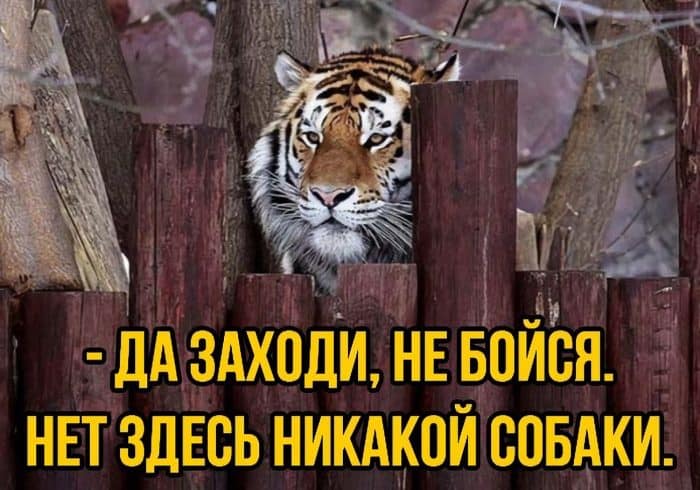 Свежие мемы для поднятия настроения