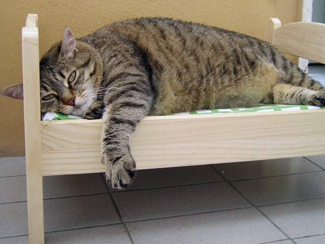Коты, бесстыже развалившиеся на кукольных кроватках