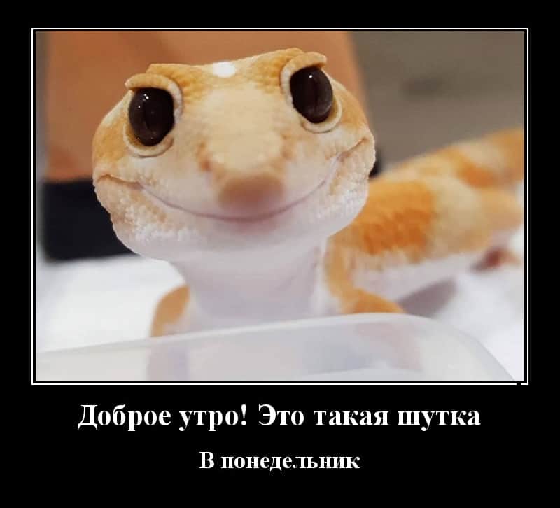 Новенькие демотиваторы и утро понедельника добрым быть не может