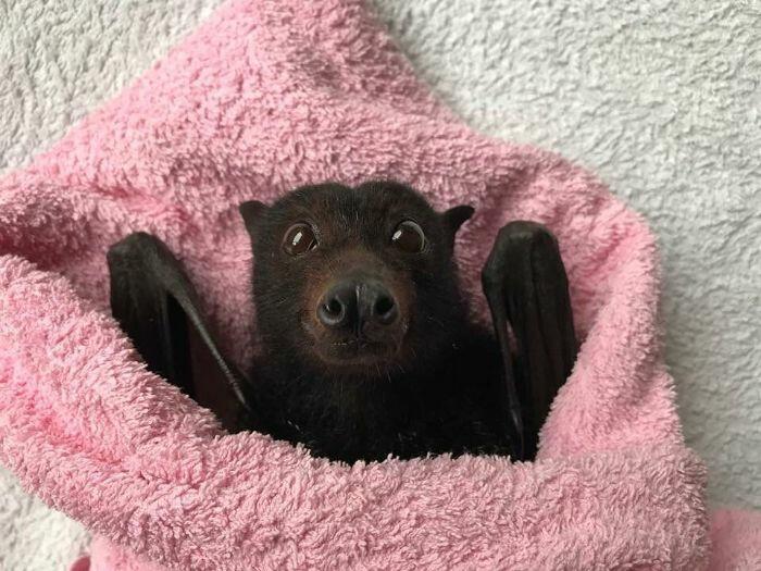 20 фотографий, которые изменят ваше мнение о летучих лисицах (если оно вообще было)