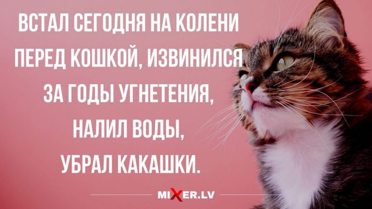 Анекдоты с юмором в конце недели и пора извиниться перед котом