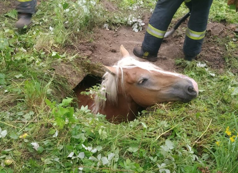 Ямы в Риге? Около Даугавпилса под землю провалилась лошадь (ФОТО)