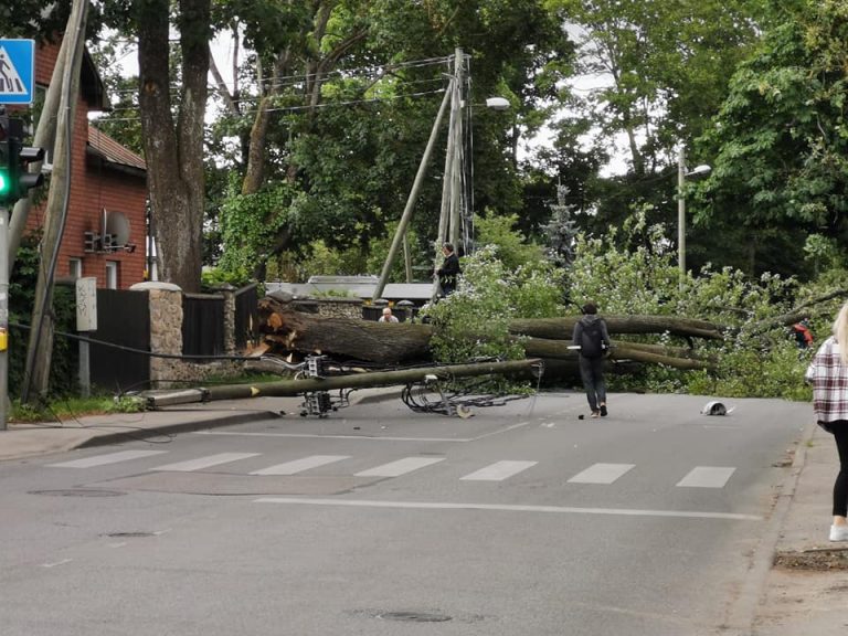 ФОТО: в Пардаугаве дерево упало на проезжую часть, движение блокировано