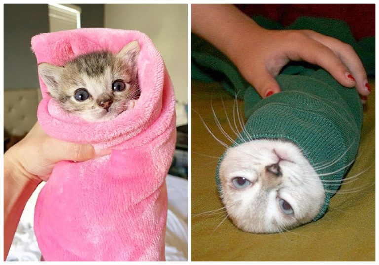 Умиляйка дня: коты, завернутые в полотенца (и рецепт приготовления муррито)