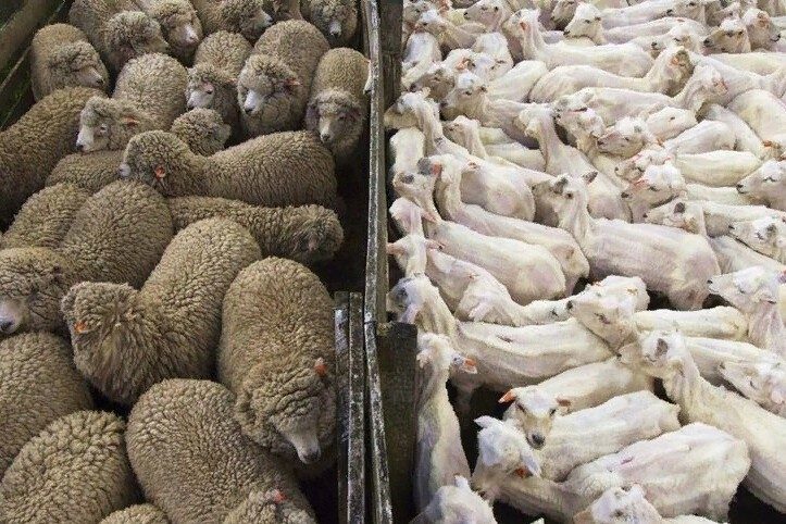 Вы хочете удивительного? Их есть у нас! (23 фото)