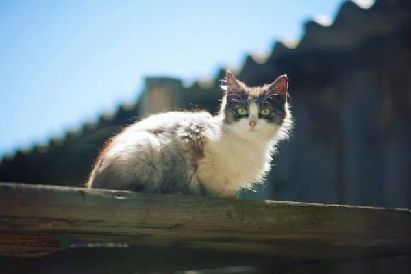 Летние деревенские котики (28 фото)