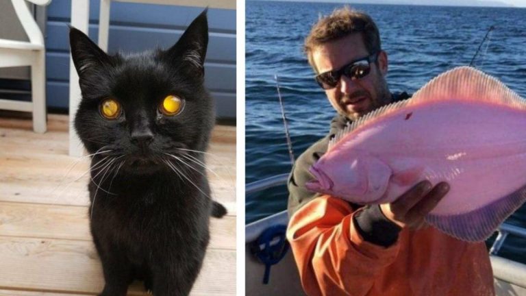 Необычные штуки, которыми мир ещё может нас удивить