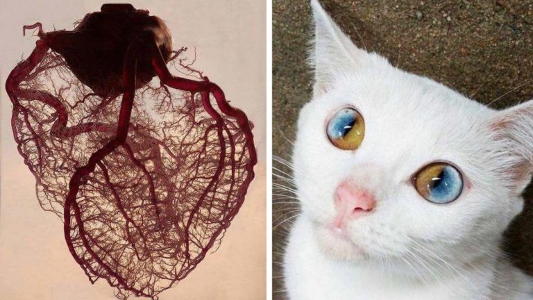 Наш мир невероятен: 25 удивительных фотографий вещей, которые вы никогда не видели