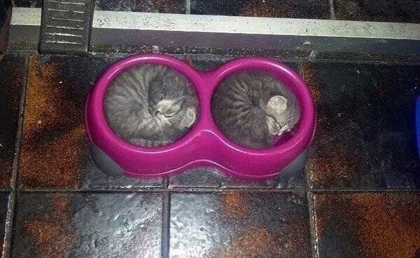 Коты могут спать как угодно, где угодно и когда угодно (20 фото)