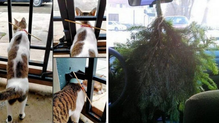 13 лайфхаков, которые если не пригодятся, то хотя бы развеселят