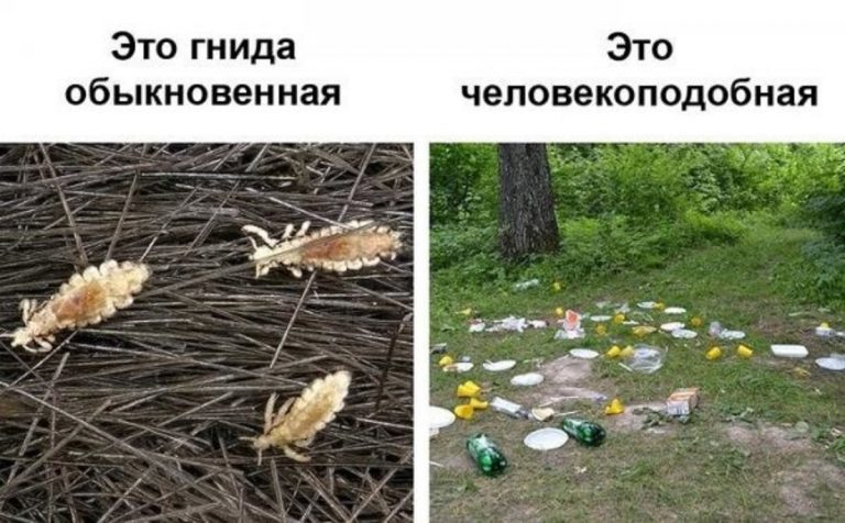 Прикольные сравнения от актуальных до полного бреда