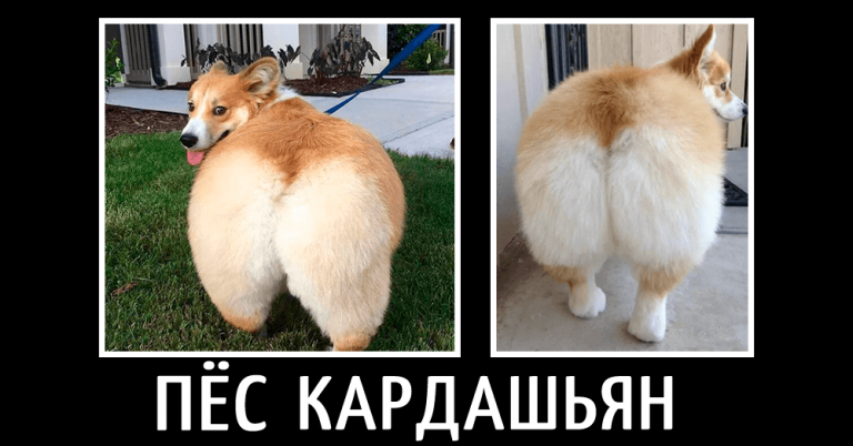 Демотиваторы пятничные и пёс Кардашьян