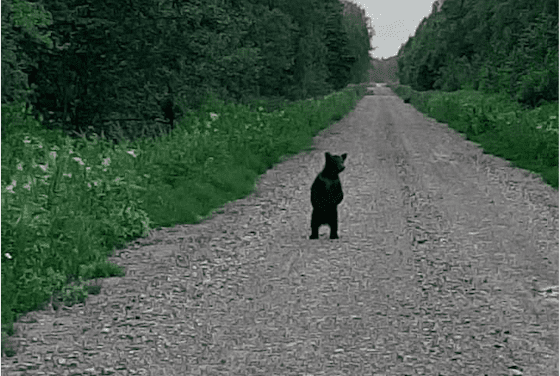 ФОТО: на севере Латвии заметили медвежат