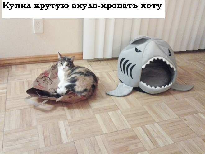 Логика котиков неисповедима! Все равно ваш кот все сделает по своему..