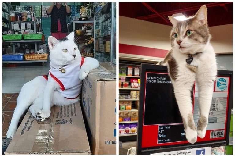 Магазинные коты, которые ведут себя так, словно как минимум владельцы лавки
