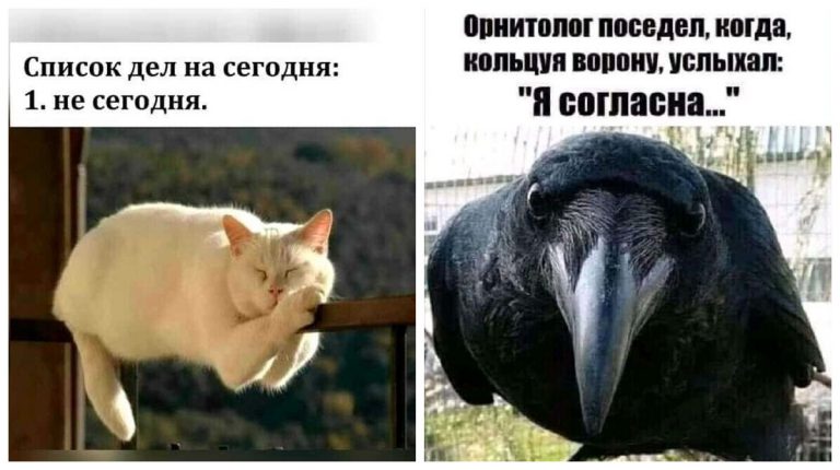 Лучшие шутки и мемы из соцсетей и что изобрел ученый Грейнахер?
