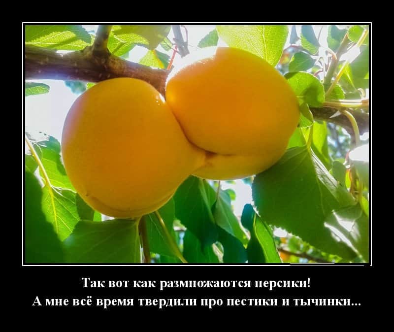 Чёткие демотиваторы, поднимающие настроение с колен!