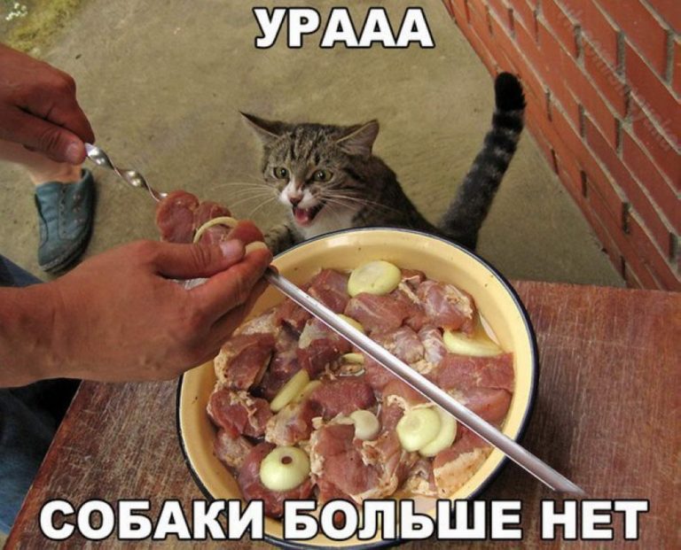 Куда делась собака и другие фото приколы на утро