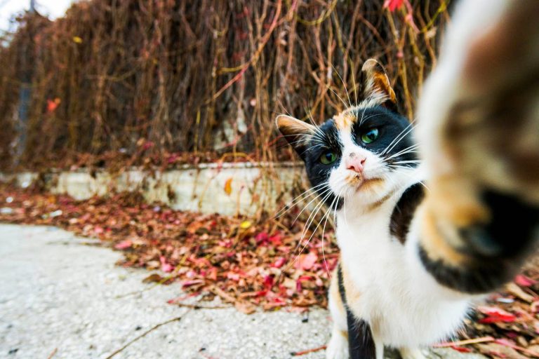 25 фотографий, после которых вам придется полюбить животных, даже если это не входило в ваши планы