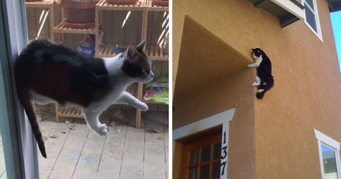 Ньютон негодуэ: 30 котиков, нарушающих законы физики