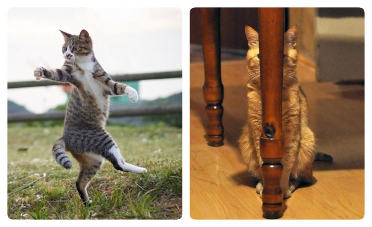 Мы всегда подозревали, что коты — это ниндзя!