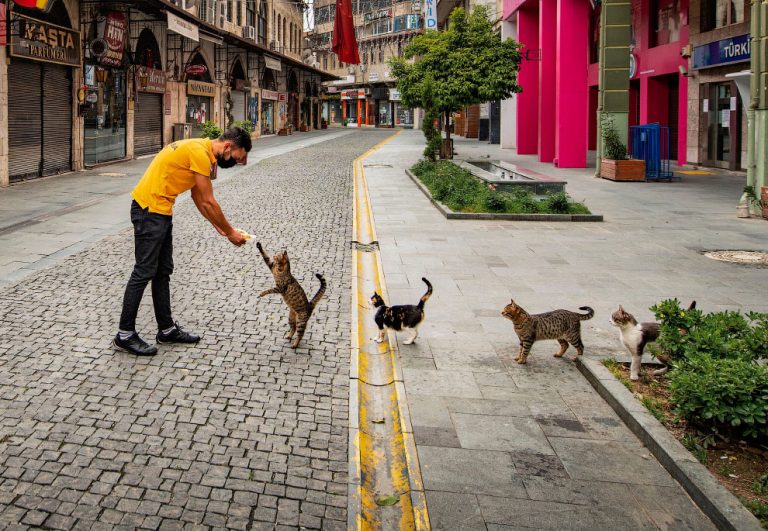 Улыбающиеся псы и танцующие кошки —  лучшие фото с конкурса Comedy Pet Photo Awards 2020