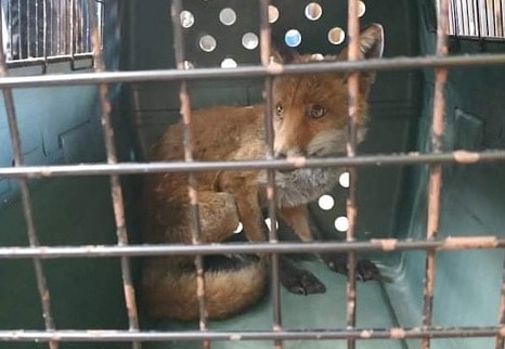 Неожиданно: в Рижскую полицию пожаловались на лису, которая бродит по Ильгюциемсу