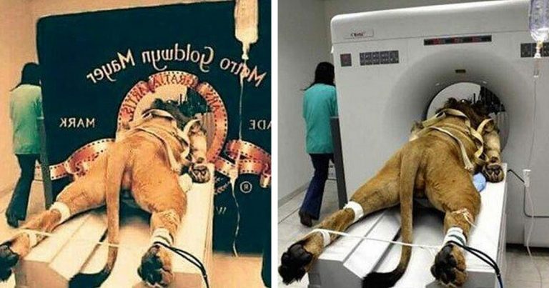Не дай себя одурачить: 15 фото, которые на самом деле оказались фотошопом