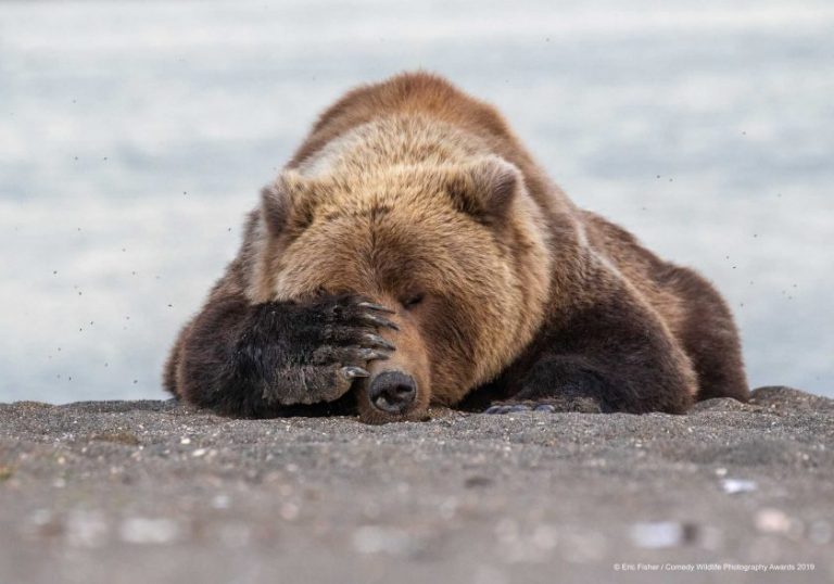 Самые смешные животные дикой природы, лауреаты Comedy Wildlife Photography Awards