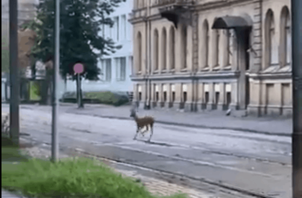 ВИДЕО: по центру Риги пробежал олененок