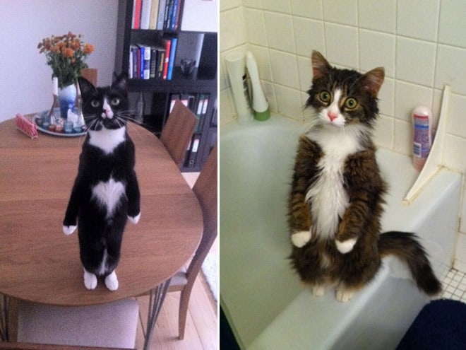 Коты, которые думают, что они пингвины