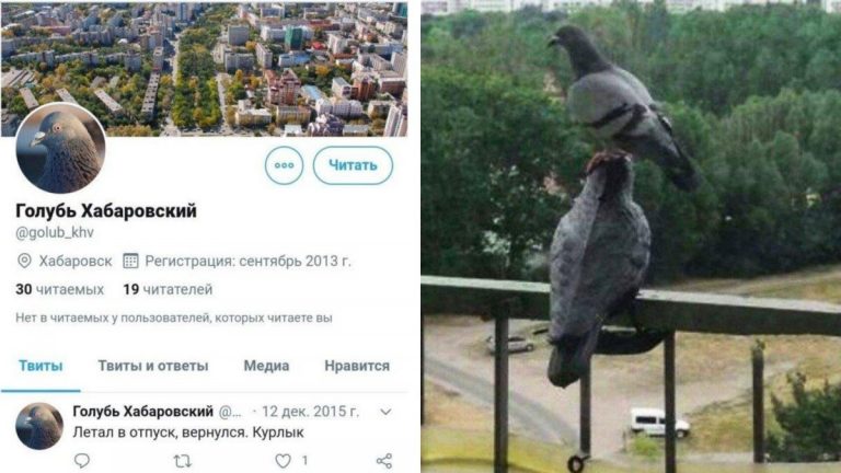 Когда у голубя жизнь интереснее чем у тебя: приключения голубей в России