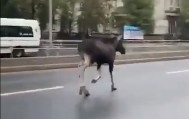 По Москве гулял лось, полицейские попытались его задержать (ВИДЕО)