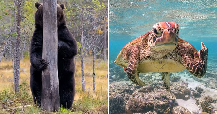 Объявлены финалисты конкурса 2020 Comedy Wildlife Photography Awards и они заставят тебя рассмеяться!