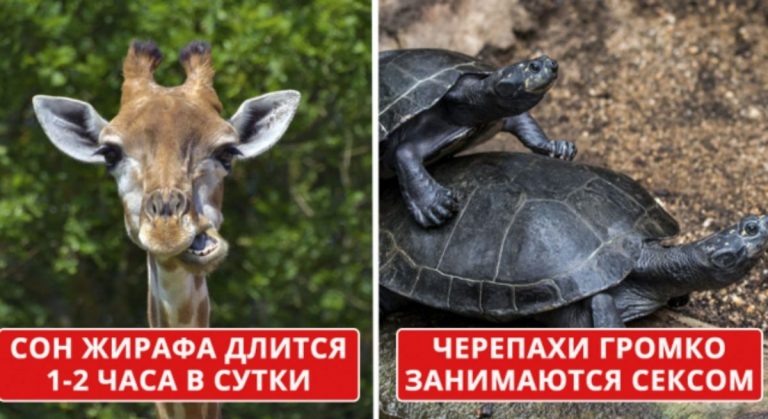 Факты о животных, которые вам не рассказали на уроке биологии