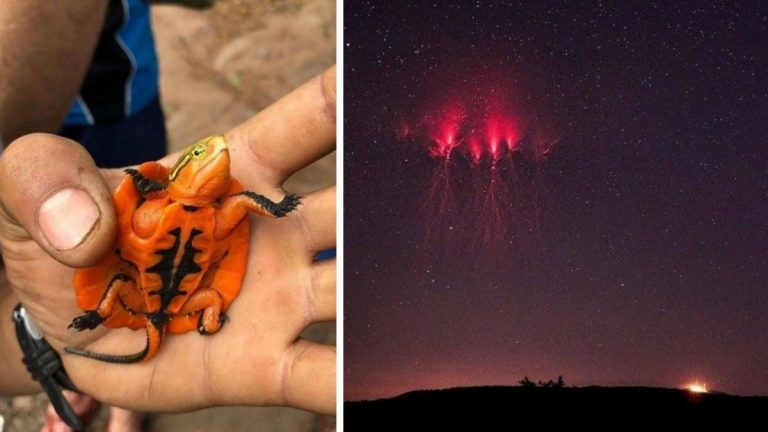 Яйца гадюки и ещё 14 фото диковинных вещей без капли фотошопа