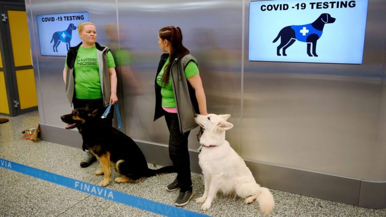 ФОТО: в аэропорту Хельсинки собаки проверяют пассажиров на COVID-19
